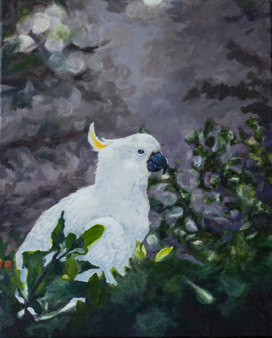 Wise cockatoo